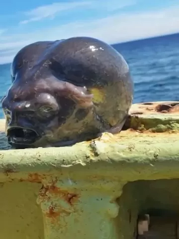 Peixe alienígena? Pescador russo encontra espécie que vive a 1,7 mil metros de profundidade